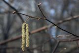 Corylus avellana