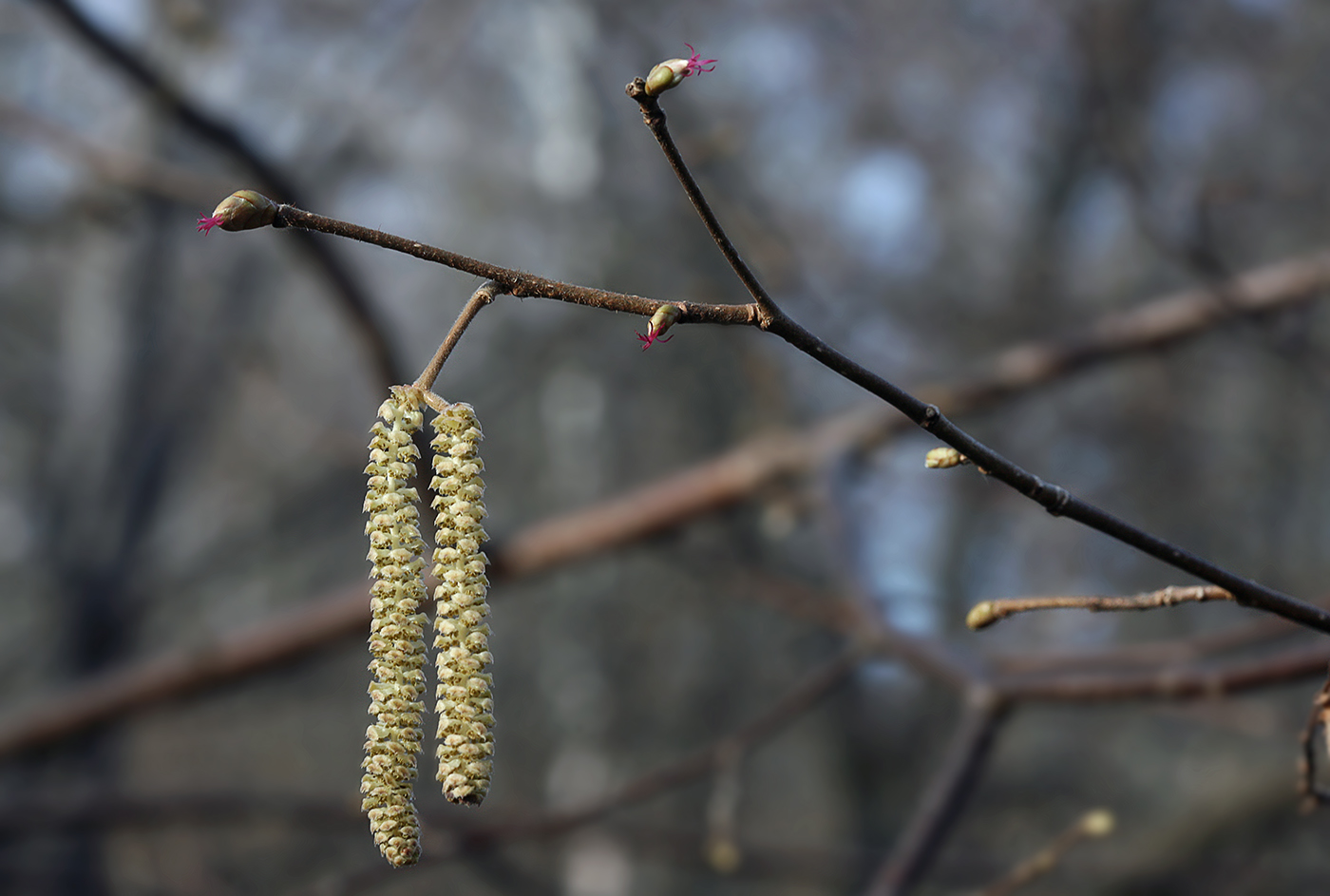 Image of Corylus avellana specimen.