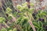 Potentilla foliosa