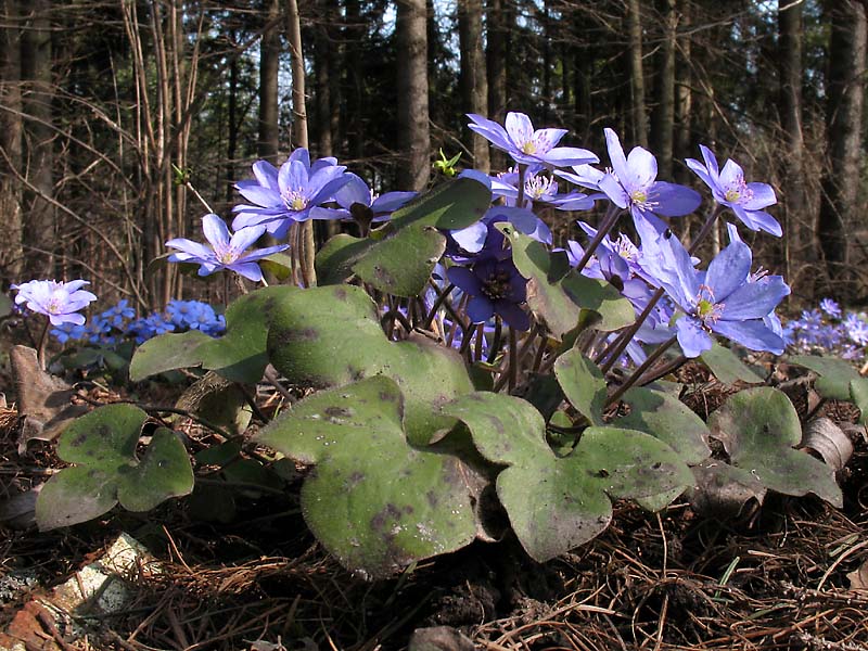 Изображение особи Hepatica nobilis.