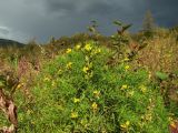 Lathyrus pratensis