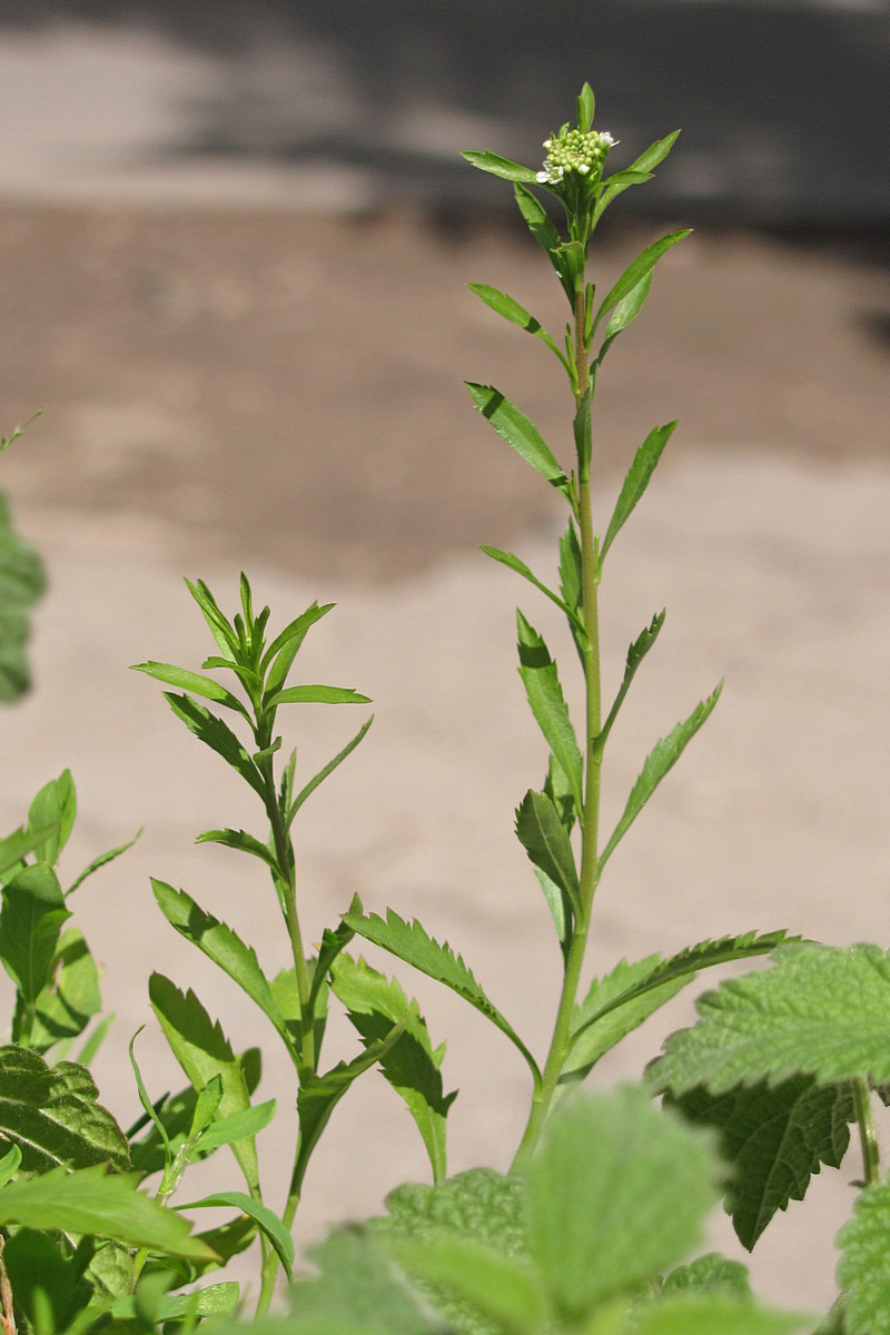 Изображение особи Lepidium virginicum.