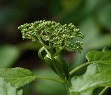 Hydrangea petiolaris