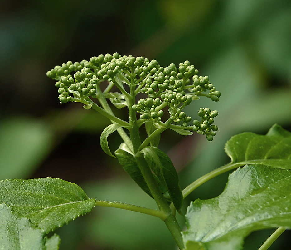 Изображение особи Hydrangea petiolaris.