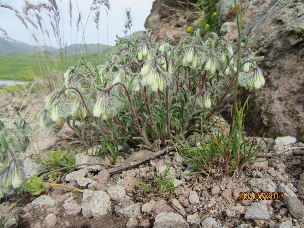 Image of Onosma tenuiflora specimen.