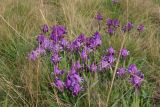 Iris pumila