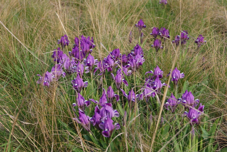 Image of Iris pumila specimen.