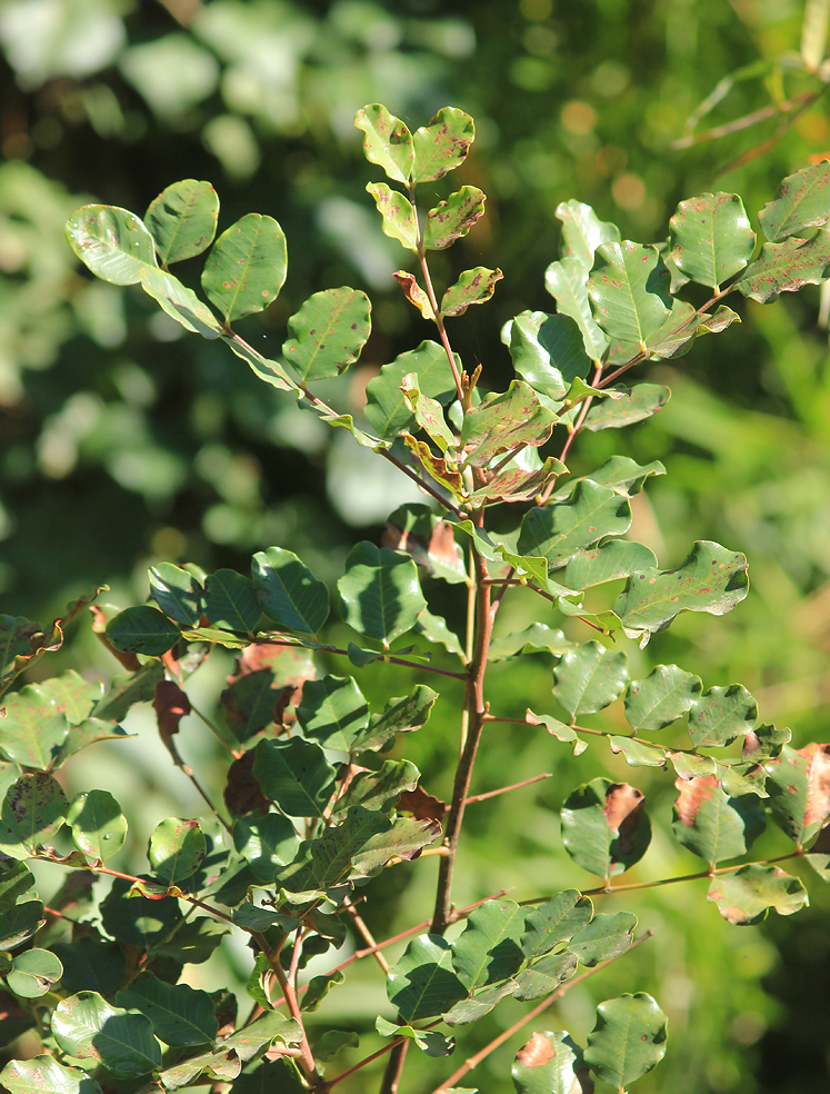 Изображение особи Ceratonia siliqua.