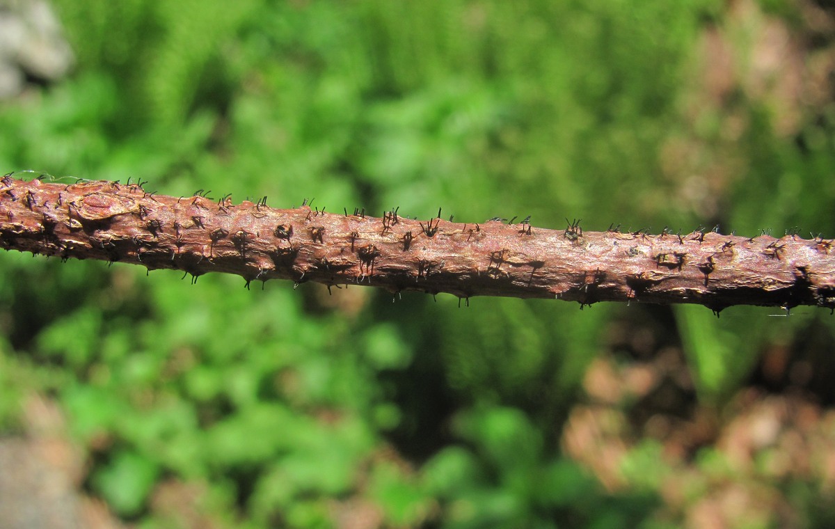 Image of Acer trautvetteri specimen.