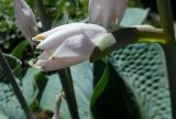 Hosta sieboldiana