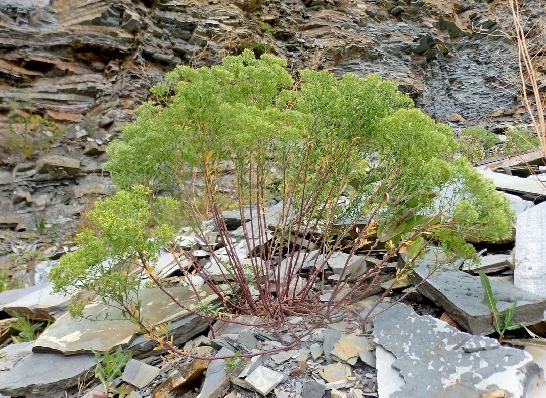 Изображение особи Odontarrhena muralis.