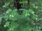 Euphorbia macroceras