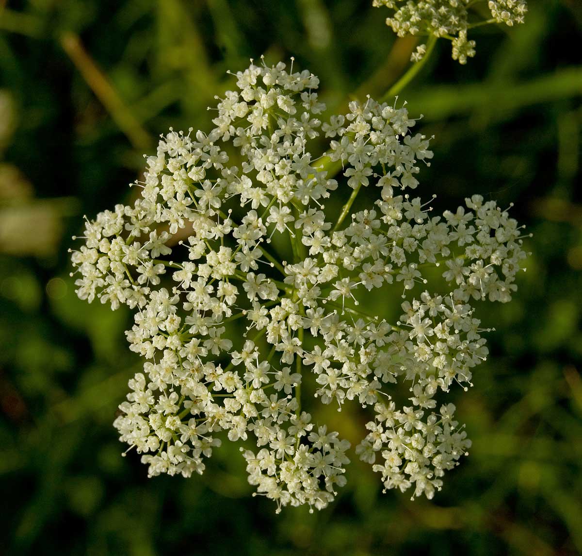 Image of Pimpinella nigra specimen.