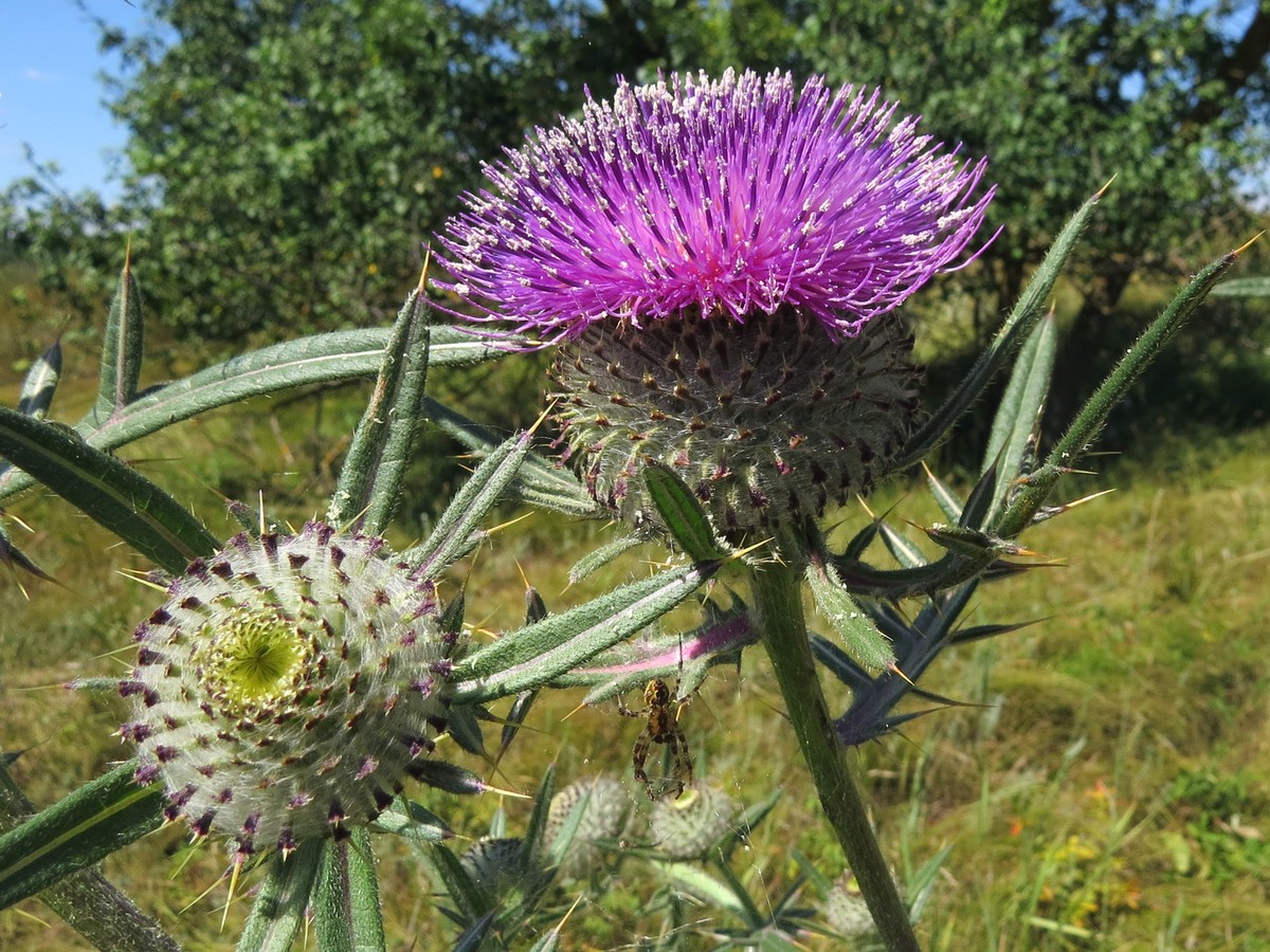 Image of Cirsium polonicum specimen.