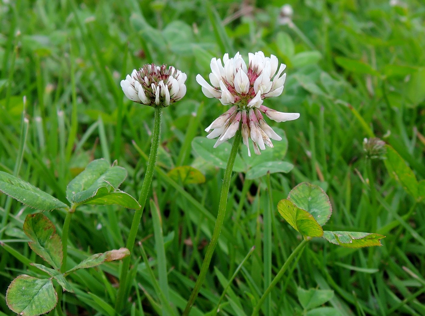 Изображение особи Trifolium repens.