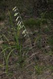 Silene chlorantha