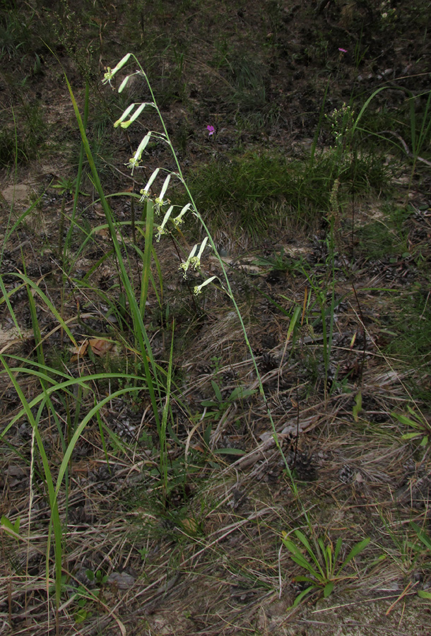 Изображение особи Silene chlorantha.