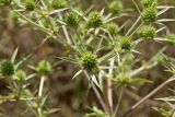 Eryngium campestre. Часть общего соцветия. Греция, о-в Крит, ном Ханья (Νομός Χανίων), дим Киссамос (Κίσσαμος), рудеральное местообитание между сельскохозяйственными угодьями и просёлочной дорогой. 20 июня 2017 г.