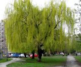 Salix babylonica. Цветущее мужское дерево. Украина, Киев, Южная Борщаговка, ул. Булгакова. 21 апреля 2010 г.
