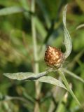 Centaurea jacea подвид substituta. Верхушка побега с развивающимся соцветием. Украина, г. Запорожье, восточная окраина, долина р. Мокрая Московка, левый берег, луг. 05.08.2017.