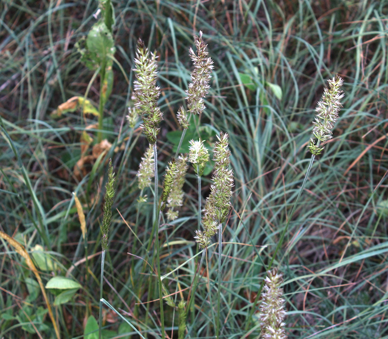 Image of Koeleria albovii specimen.