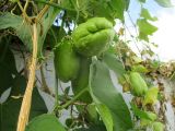 Sechium edule