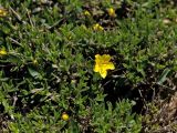 Lysimachia serpyllifolia