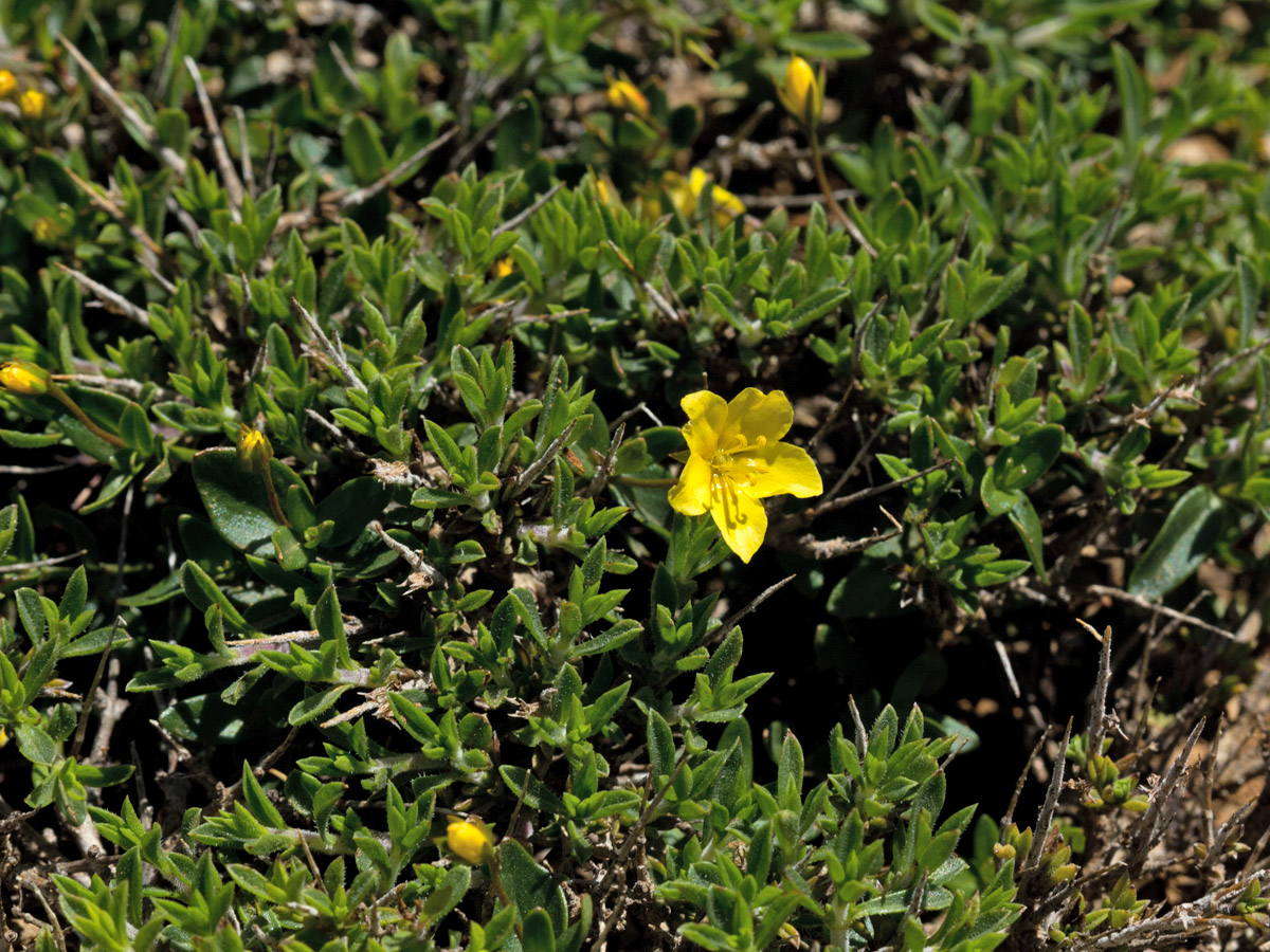 Image of Lysimachia serpyllifolia specimen.