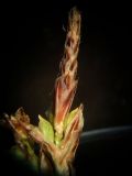 Carex reventa