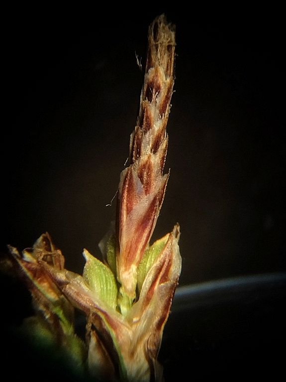 Image of Carex reventa specimen.