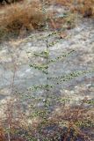 Artemisia serotina