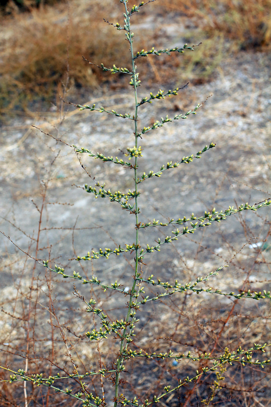 Изображение особи Artemisia serotina.