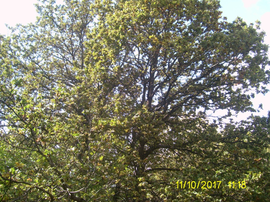 Image of Quercus macranthera specimen.