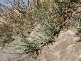Ephedra regeliana