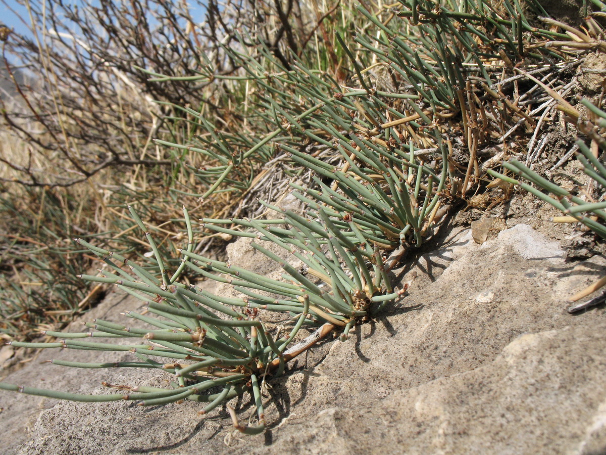 Изображение особи Ephedra regeliana.