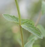 Scutellaria stepposa