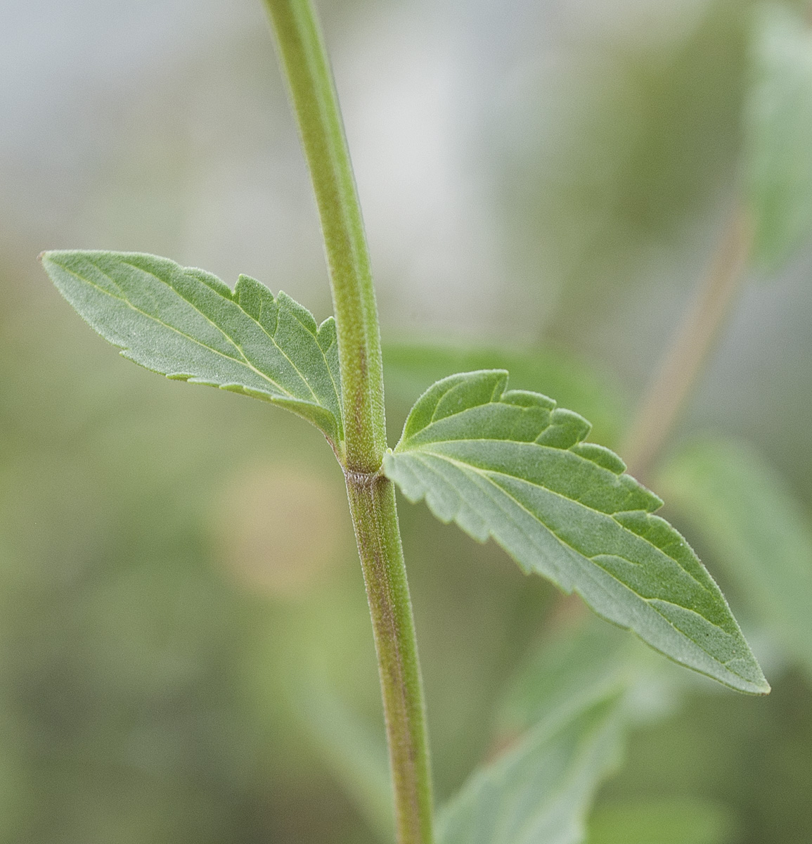 Image of Scutellaria stepposa specimen.