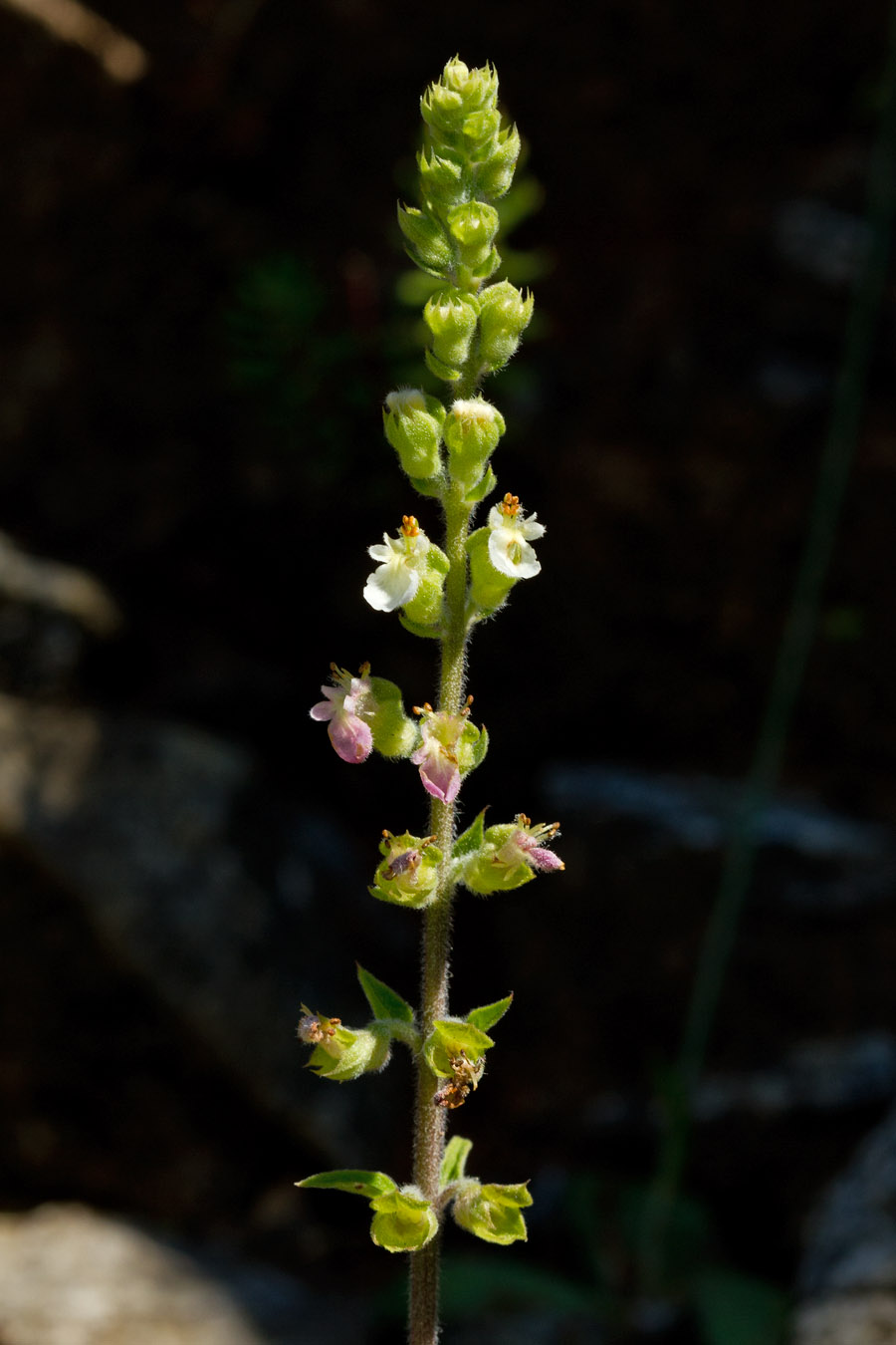 Image of Teucrium massiliense specimen.