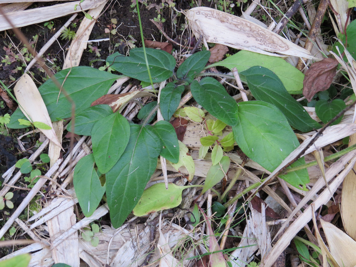 Изображение особи Prunella japonica.