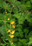 Berberis × stenophylla