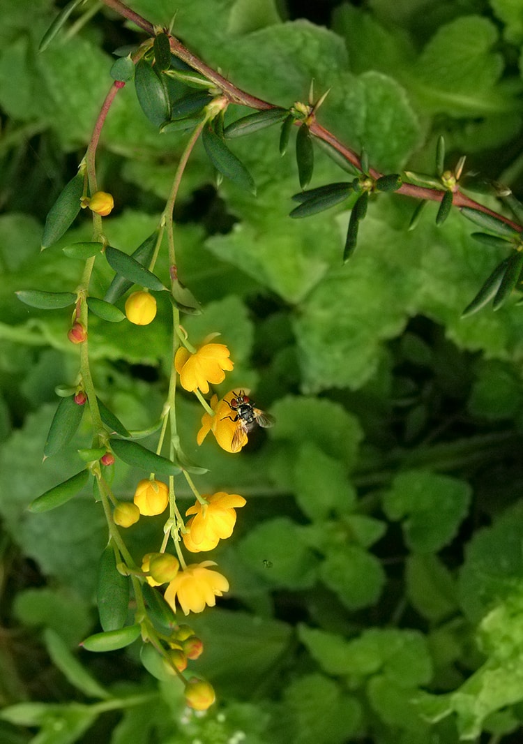 Image of Berberis &times; stenophylla specimen.