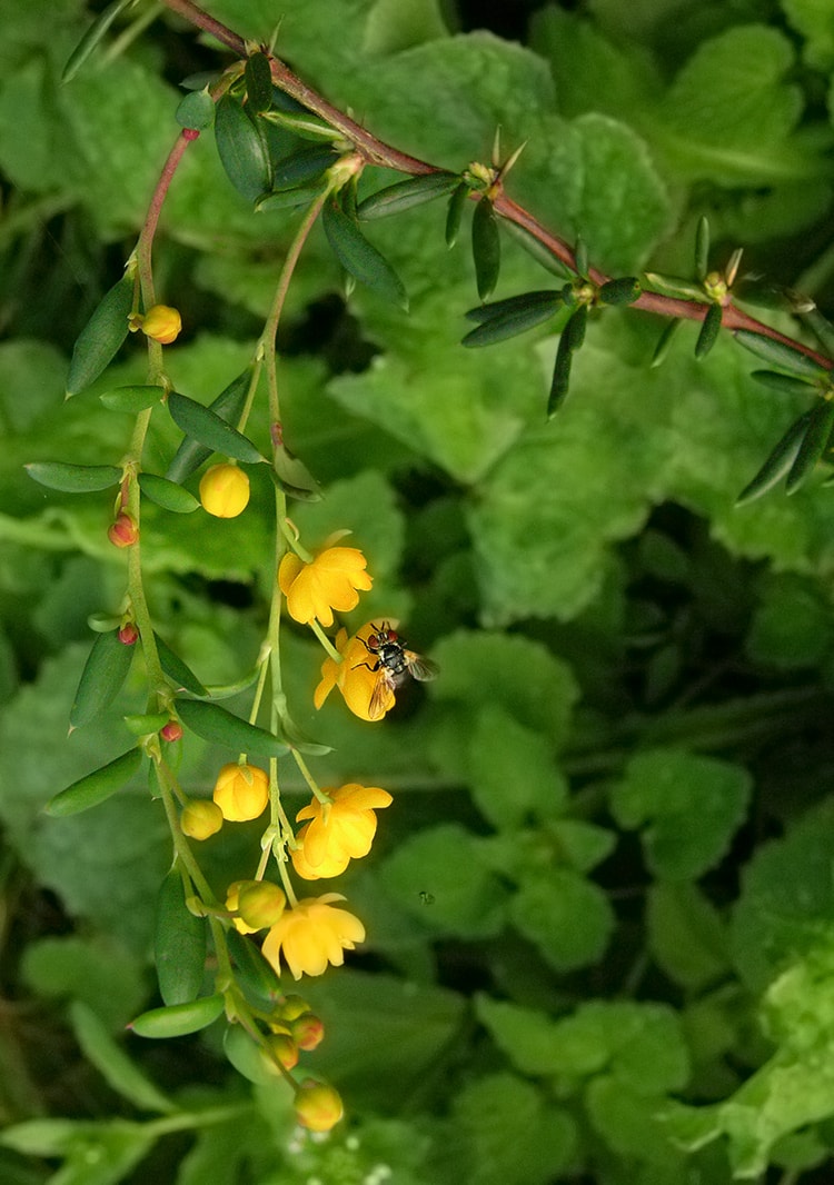 Изображение особи Berberis &times; stenophylla.