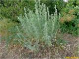 genus Artemisia. Вегетирующее растение. Украина, г. Николаев, Заводской р-н, парк \"Лески\", среди разнотравья. 02.06.2017.