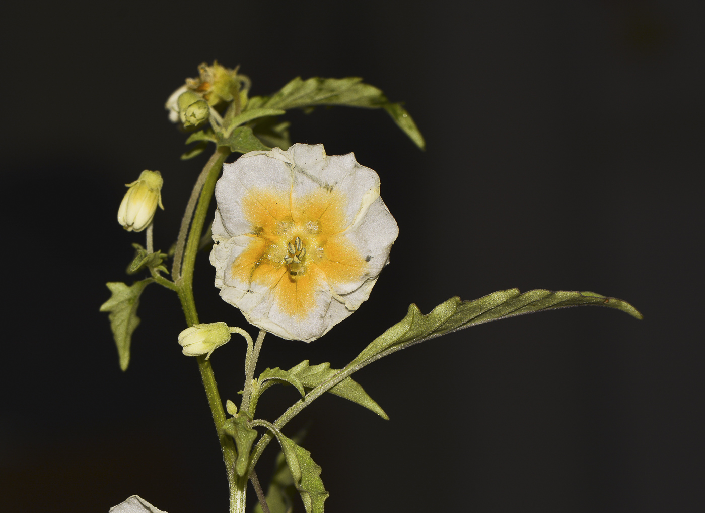 Image of Physalis angulata specimen.