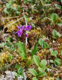 Dodecatheon frigidum