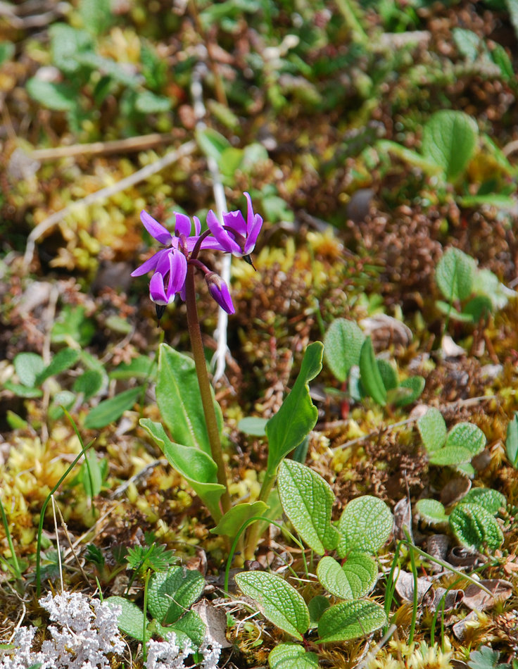 Изображение особи Dodecatheon frigidum.