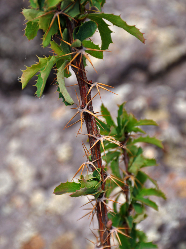 Image of Berberis sibirica specimen.