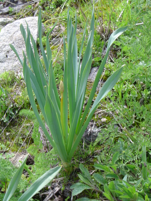 Image of Eremurus spectabilis specimen.