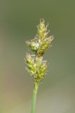 Carex canescens. Отцветшее соцветие. Мурманская обл., Кольский р-н, окр. пос. Дальние Зеленцы, окр. Столбового озера, склон восточной экспозиции небольшой сопки, нивальная луговина. 03.08.2017.