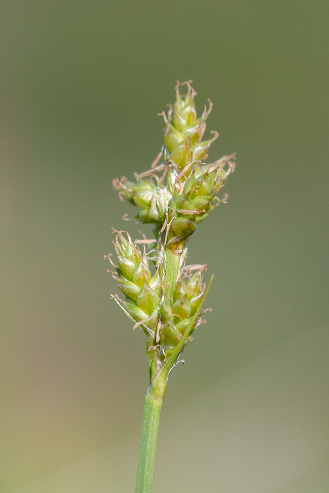 Image of Carex canescens specimen.